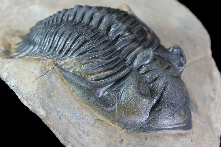 Well Prepared, Metacanthina Trilobite - Lghaft, Morocco #86077